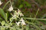 Toothed whitetop aster 